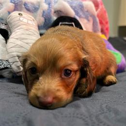 Boy 3 green collar - Chocolate male Dachshund puppy in Gulfport, Mississippi from Susan's Dachshunds