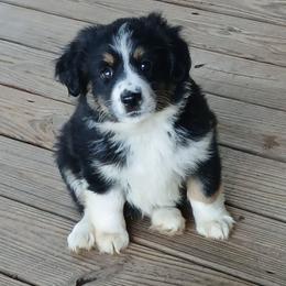Topac - Black tri male Miniature Australian Shepherd puppy in Gretna, Virginia from Adams Acres Cattle Dogs