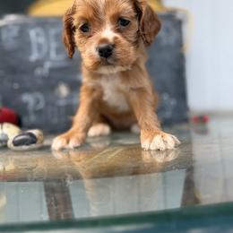 Yvonne yellow female - Red female Cocker Spaniel puppy in Howe, Indiana from A&J Kennel