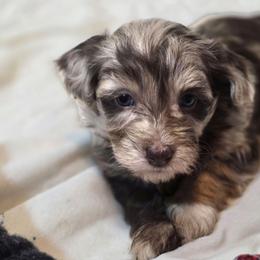 Pup4 - Chocolate and white female Havapoo puppy in Medina, Ohio from Momma's Minis