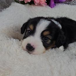 Poppy - Black and tan female Companion Cross puppy in Decatur, Illinois from Petite Pups