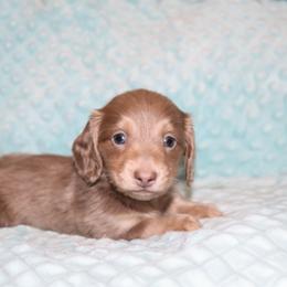 Jett 4000 - Fawn (isabella) and cream male Dachshund puppy in Coldwater, Mississippi from Mississippi Shorties Miniature Dachshunds