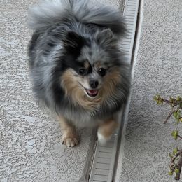 Jon-benet - Pomeranian