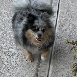 Jon-benet - Pomeranian