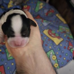 AKC Milo - Black and white male Cocker Spaniel puppy in Midlothian, Virginia from Swift Creek Cocker Spaniels