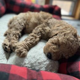 Goldendoodle Puppies from Lundee Doodles