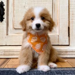 Red and White Bicolor - Red male Bernedoodle puppy in Brooksville, Florida from Kruger Doodles