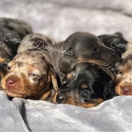 Dachshund Puppies from Camacho_Dachshunds