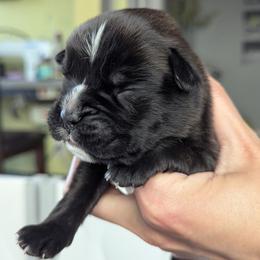 Cruz - Brindle male Boxer puppy in Springfield, Missouri from ReMa Boxers