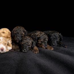 Poodles from Sarah's Poodles