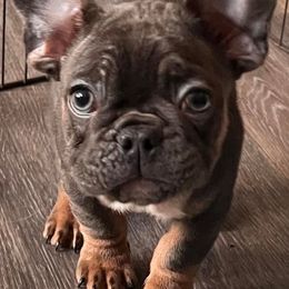 French Bulldogs and German Shepherds from K94ULLC