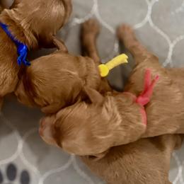 Girl 4 - Red  female Goldendoodle puppy in Pleasant Hill, Iowa from Harvest Creek