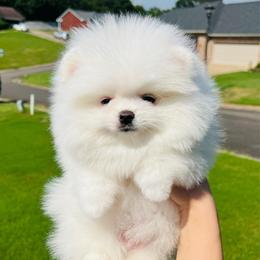 Ice - White male Pomeranian puppy in Hot Springs, Arkansas from Pomeranian Empire