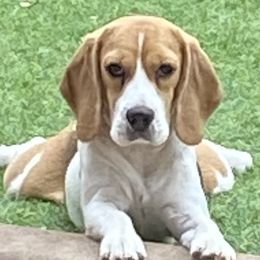 Beagles from Youngsong Beagles