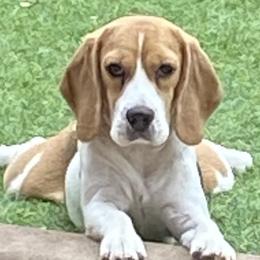 Beagles from Youngsong Beagles
