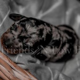 Dachshund Puppies from Friends ‘n Low Places Dachshunds of Texas