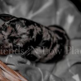 Dachshund Puppies from Friends ‘n Low Places Dachshunds of Texas