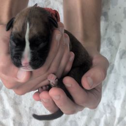 Royce - Brindle male Boxer puppy in New Holland, Pennsylvania from Shady Rill puppies