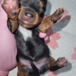 Boy 2 - Black and gold male Yorkipoo puppy in Gilbert, Arizona from Yorkie Your Soulmate Puppy