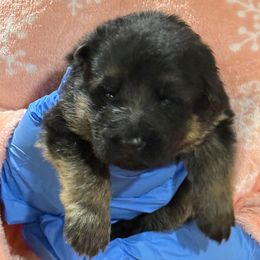 Green collar - Black and red male German Shepherd puppy in Wyoming, Michigan from Big Jones Kennels