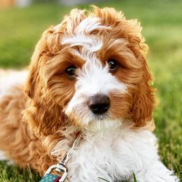 Cavapoos from Maple Mountain Cavapoos and Doodles