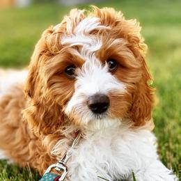 Cavapoos from Maple Mountain Cavapoos and Doodles