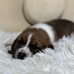 Basset Hound Puppies from AKC Basset Hounds Puppy