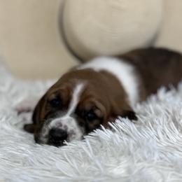 Basset Hound Puppies from AKC Basset Hounds Puppy
