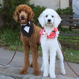 Poodle All Grown Up from Acorn Trail Poodles