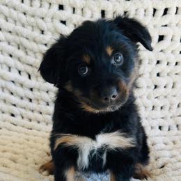 Honey - Black tri-color female Australian Shepherd puppy in Zwingle, Iowa from Homestead Aussies & Doodles