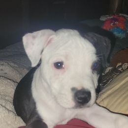 Staffordshire Bull Terrier Puppies from Empire Kennel Staffords