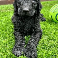 Newfypoo Puppies from Two Sisters Ranch, LLC