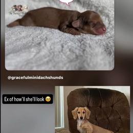 Shaded cream dapple girl - Cream female Dachshund puppy in Merced, California from The Graceful Dachshund Kennel