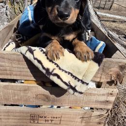 Juno - Black and tan female Dachshund puppy in Woodburn, Iowa from Rolling S Ranch Doxies