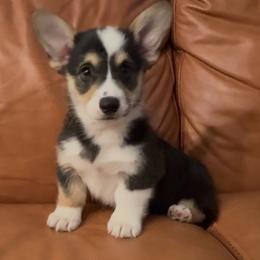 AKC RHT male - Black and tan male Pembroke Welsh Corgi puppy in Summerfield, Florida from Promise Land Farm