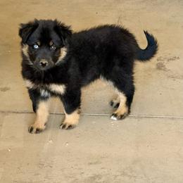 Aspen - Black tri female Miniature Australian Shepherd puppy in Medical Lake, Washington from MAS Gone Rogue