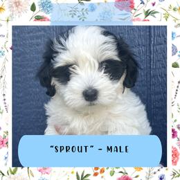 Havanese Puppies from A Batch of Cookie’s