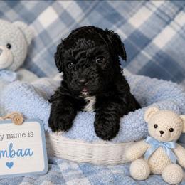 Pumbaa - Black and white male Shihpoo puppy in Hertford, North Carolina from Heaven Sent Shihpoo's