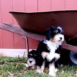 Bernedoodle, Goldendoodle, and Sheepadoodle Puppies from Country Meadow Doodles