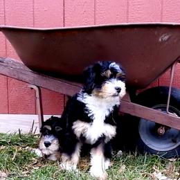 Bernedoodle, Goldendoodle, and Sheepadoodle Puppies from Country Meadow Doodles
