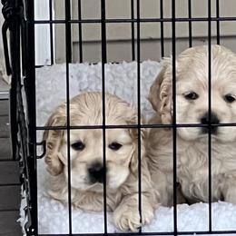 Cocker Spaniel puppies from Rocky's Cocker Spaniels