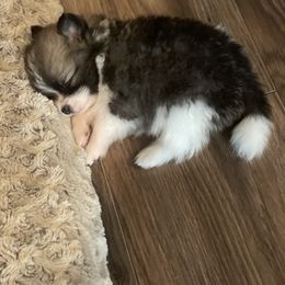 Pomeranian Puppies from Stardust Poms