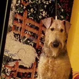 Rory (Aurora) - Airedale Terrier