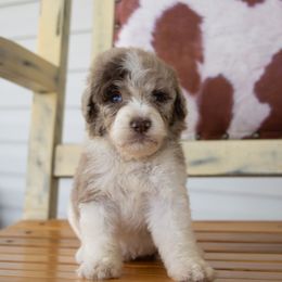 Brown Merle - Merle female Sheepadoodle puppy in Youngstown, Florida from Wonderland’s Boujie Kennels