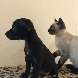 Lexi - Black female Chihuahua puppy in Mesa, Arizona from Sun Valley Chihuahuas & Malinois