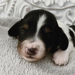 Dachshunds from T&C Dachshunds