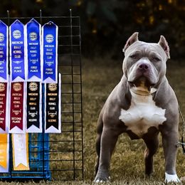 American Bullies from Noble South Bullies