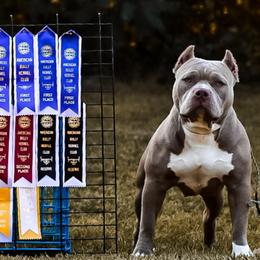 American Bullies from Noble South Bullies
