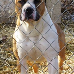 American Staffordshire Terriers and French Bulldogs from Gaff's Amstaffs and Frenchies