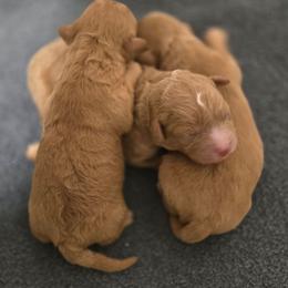 Hugs - Red male Cavapoo puppy in Lincolnton, North Carolina from Cuddable Pups